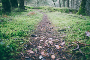 path in the woods